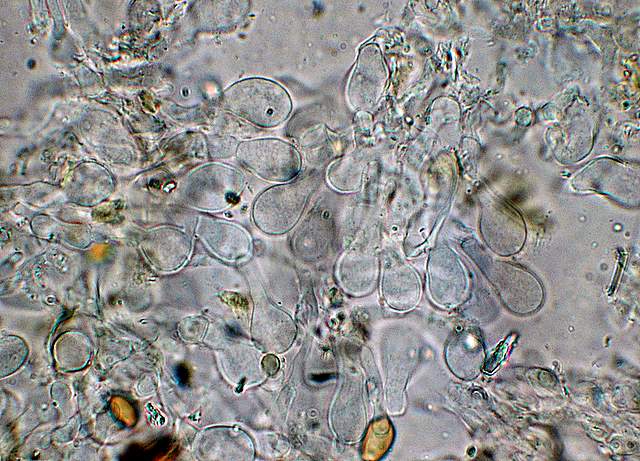 Agrocybe sororia s.l.